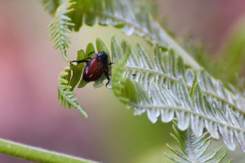 Réf. 257 545 : Phyllopertha horticola